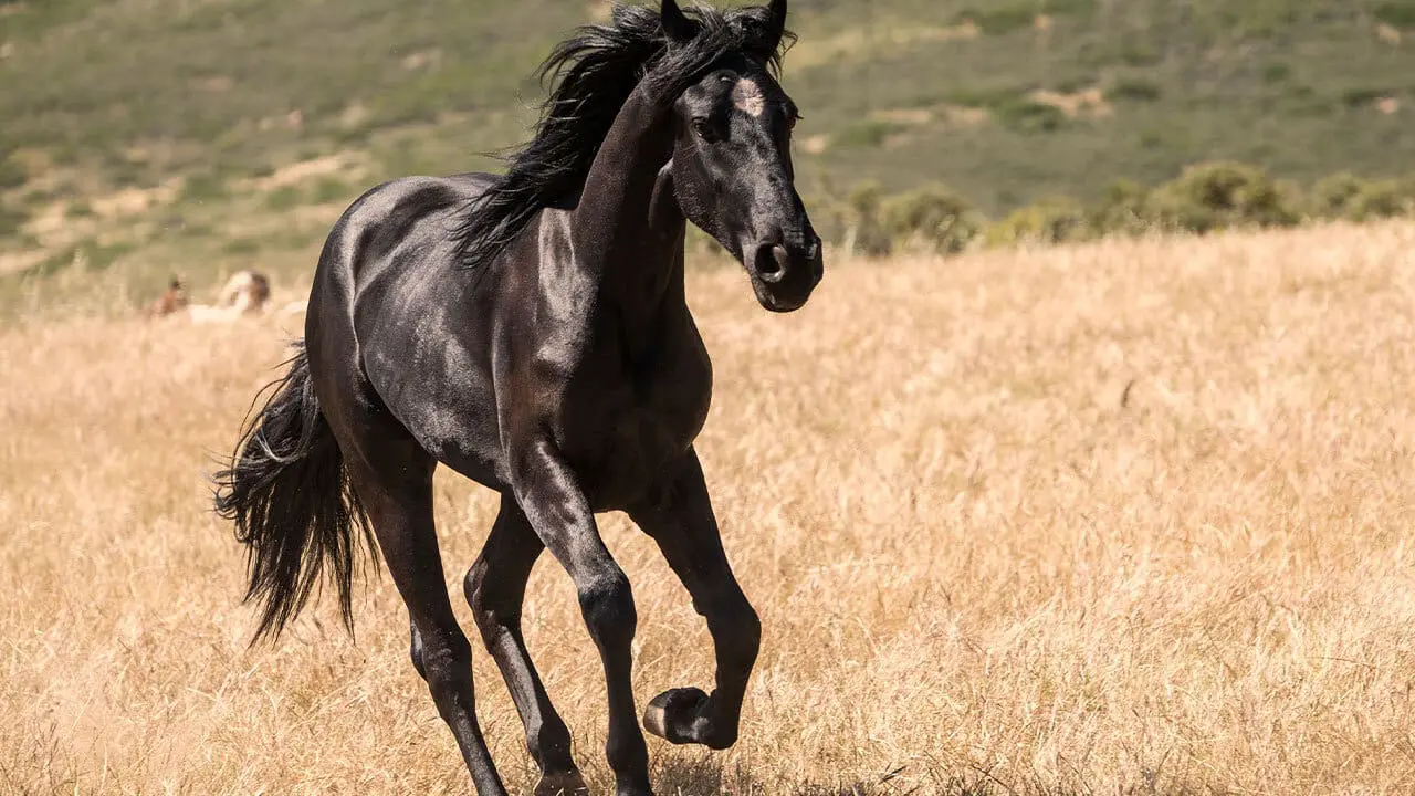 black-beauty-horse.jpg