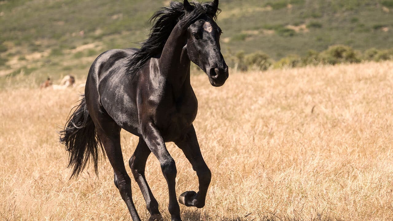 black-beauty-horse.jpg