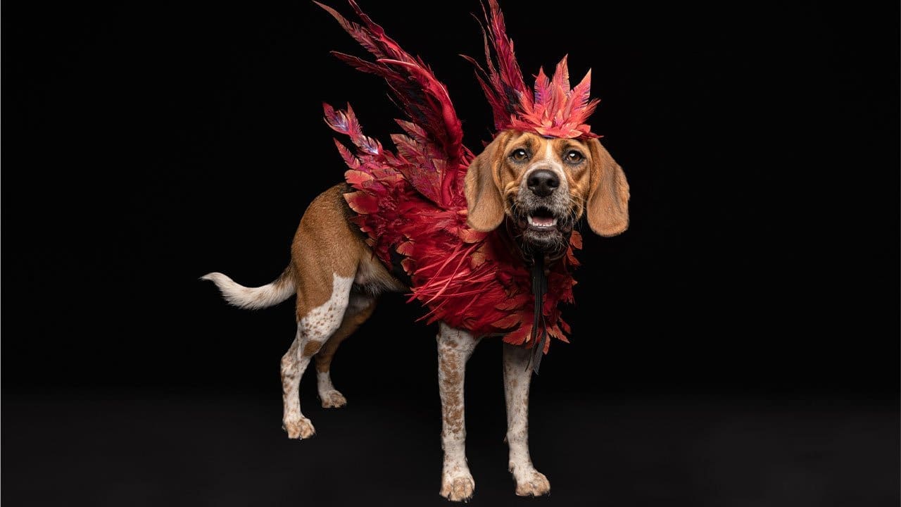 ‘Paws of Valisthea’ is a cuties event featuring dogs in Final Fantasy XVI costumes, with prizes up for grabs on June 17th